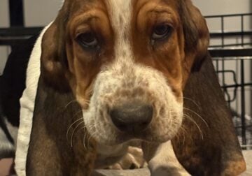 Beautiful Basset Babies