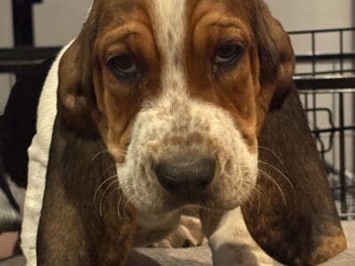 Beautiful Basset Babies