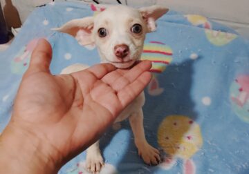 Chiweenies
