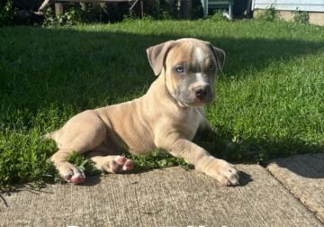 Pitbull