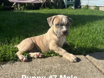 Pitbull