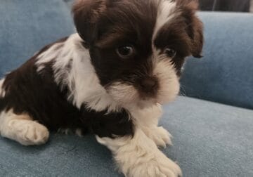 Shitzu for sale