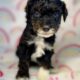 Toy poodle