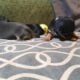 Dachshund Chihuahua mix