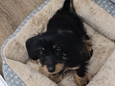 Hi my name is Aura im a liitle too cute sometimes.