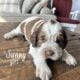 English pringer spaniels 4 girls left AKC register