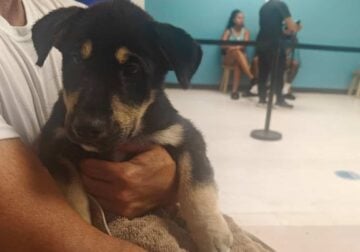 Sweet Puppy available ❤️