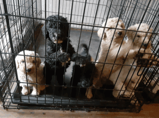 Standard Poodle Puppies