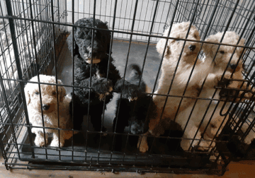 Standard Poodle Puppies