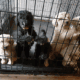 Standard Poodle Puppies