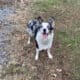 ABCA – Full Intact Registered Border Collie