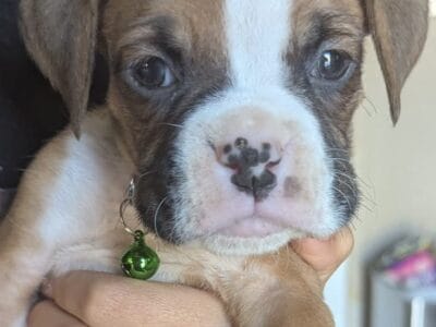 Boxer Boy 5
