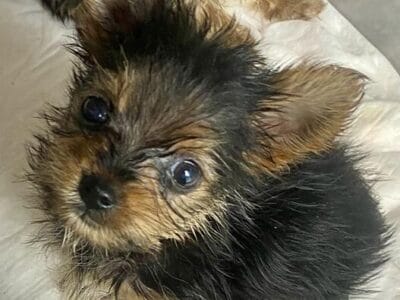 tiny little yorkie boys