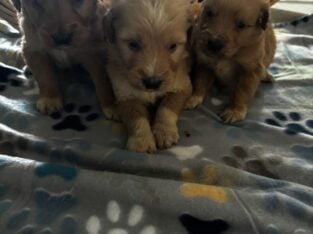 Goldendoodle Puppies
