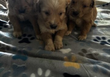 Goldendoodle Puppies
