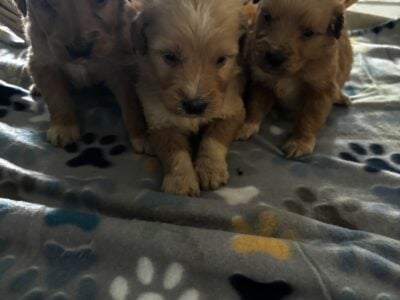 Goldendoodle Puppies