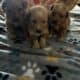 Goldendoodle Puppies