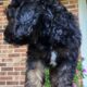 Copper – Male – Tri-Color Phantom Aussiedoodle