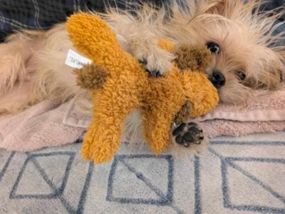 Looking for Yorkie for sale near Pottsville,pa Rea