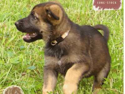 Katy – German Shepherd Dog puppy