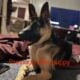 German shepherd puppies