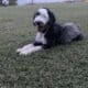 Old English Sheepdog