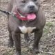 Bully puppies