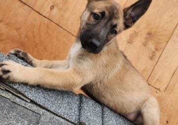 Belgian malinois puppies