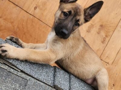 Belgian malinois puppies