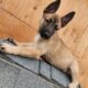 Belgian malinois puppies