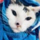 White Cat to Rehome