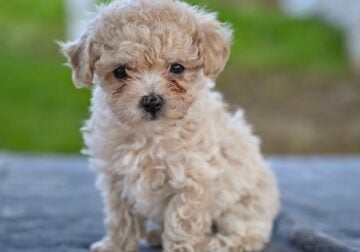 Toy Poodle For Sale Millersburg OH Lilly