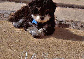 Merle BLK & Wht Toy Poodle