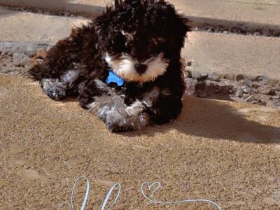 Merle BLK & Wht Toy Poodle