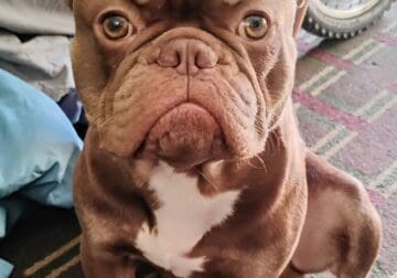 French bulldog male puppy