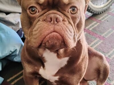 French bulldog male puppy