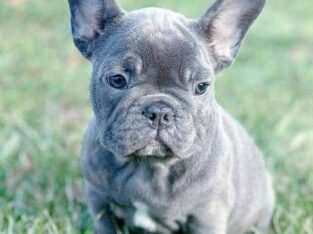 Healthy French Bulldog Puppy