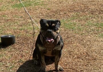Male English Bulldog