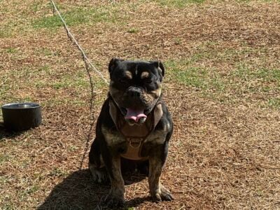 Male English Bulldog