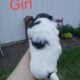 Shihtzu boys and girls all black and white