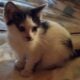 Maine Coon Mix Kittens need good Homes