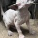 Beautiful Sphynx kittens