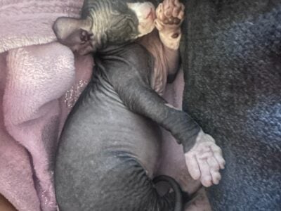 sphynx kittens for sale