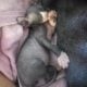 sphynx kittens for sale