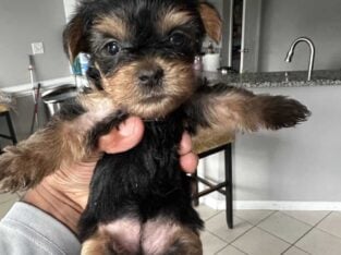 Purebred Yorkies puppies