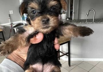 Purebred Yorkies puppies