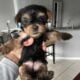 Purebred Yorkies puppies