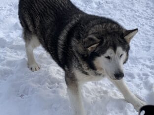 Alaskan malamute for adoption