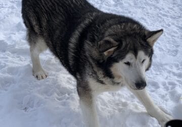 Alaskan malamute for adoption