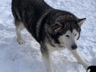 Alaskan malamute for adoption